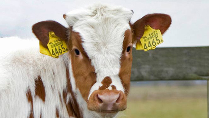 RFID in Livestock